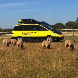 Bumble Bingo sheep spot